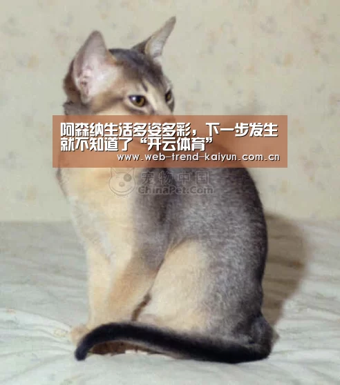 阿森纳生活多姿多彩,下一步发生就不知道了“开云体育”(图3) 开云体育